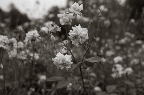 Black and White Photo of Flowers