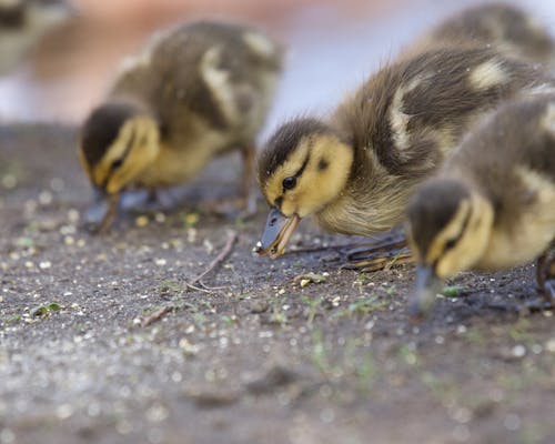 Ducklings Eating on Ground