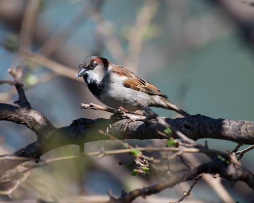 Sparrow on Tree Branch