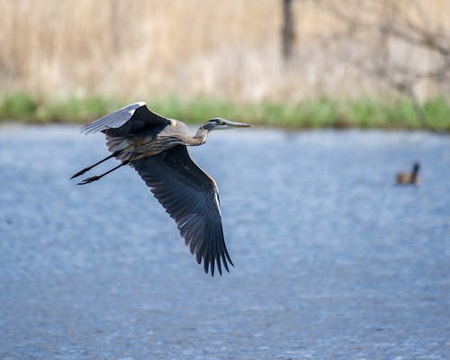 Bird Flying Over Body of Water