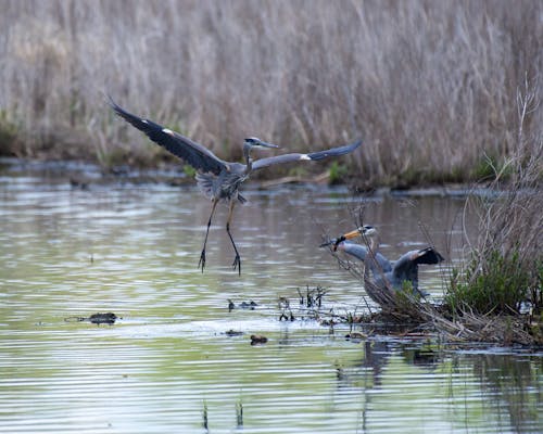 Great Blue Heron Flying over Water