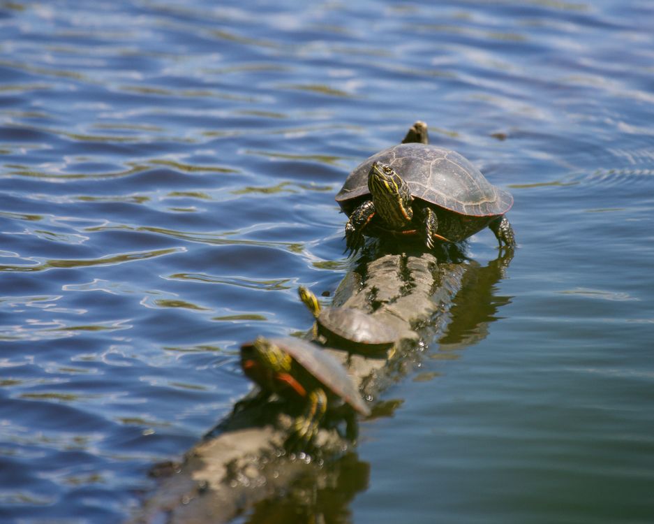 Close-up of Turtles on a Log in Water · Free Stock Photo