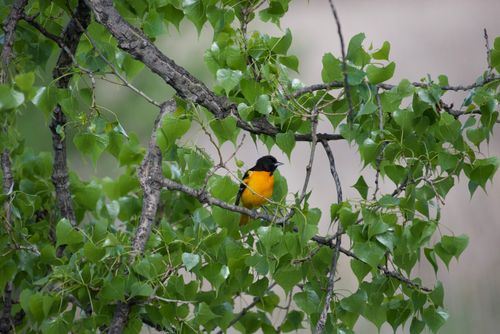 Free Baltimore Oriole resting on a branch surrounded by lush green leaves, outdoor setting. Stock Photo