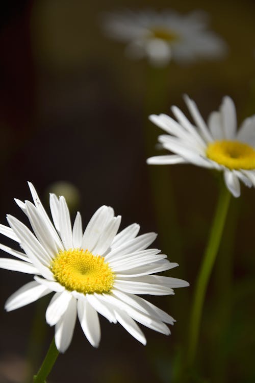 Free Selective Focus Photo of White Daisies in Bloom Stock Photo