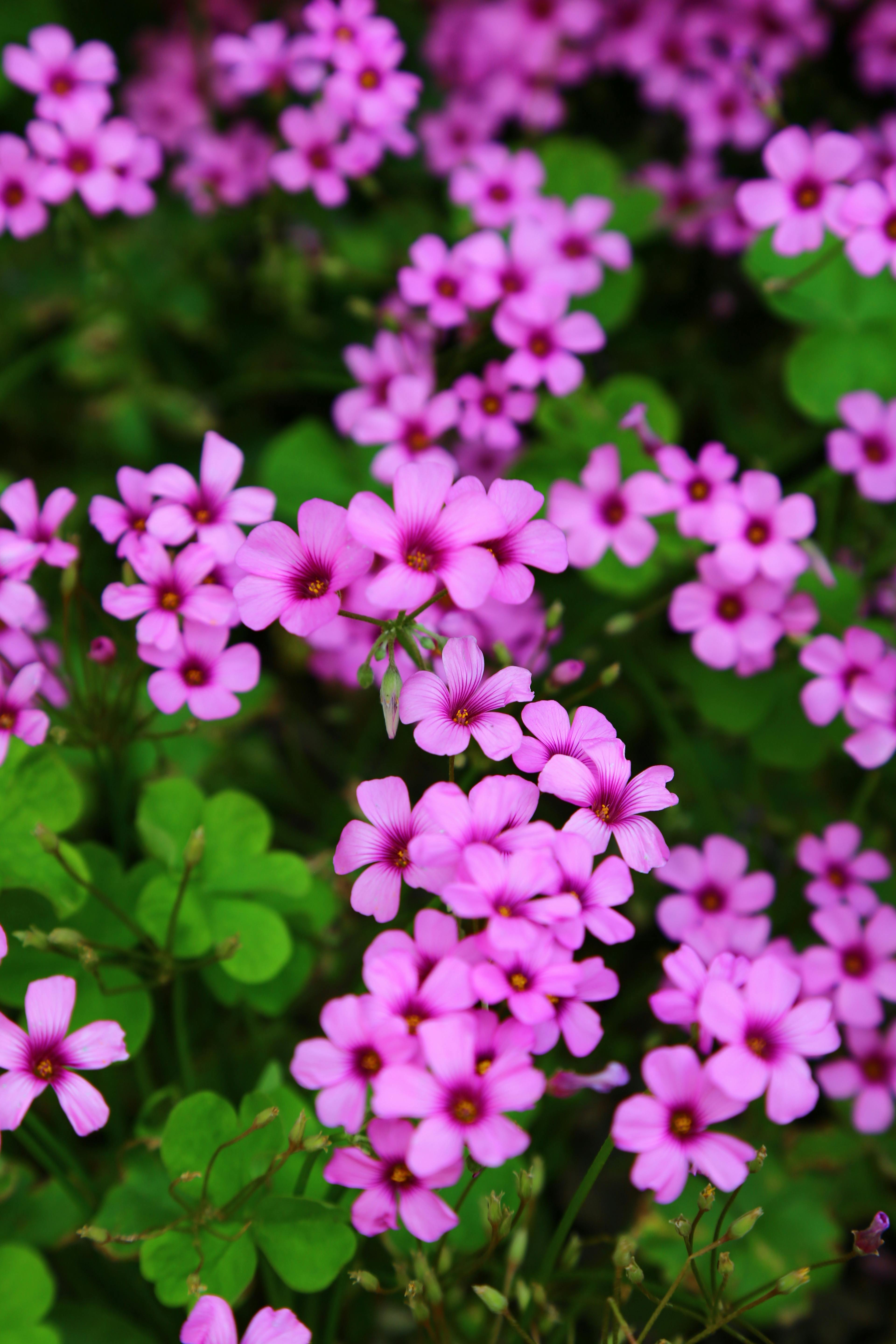 Pink Flowers in Bloom · Free Stock Photo