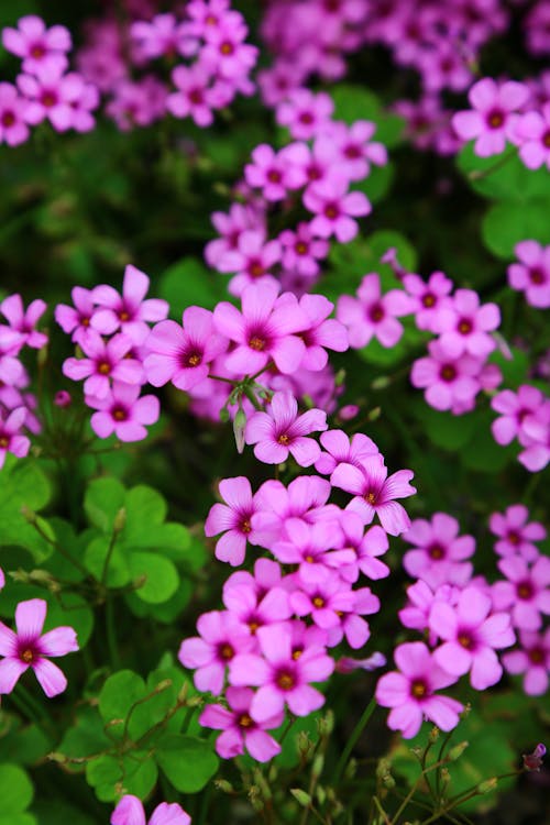 Pink Flowers in Bloom