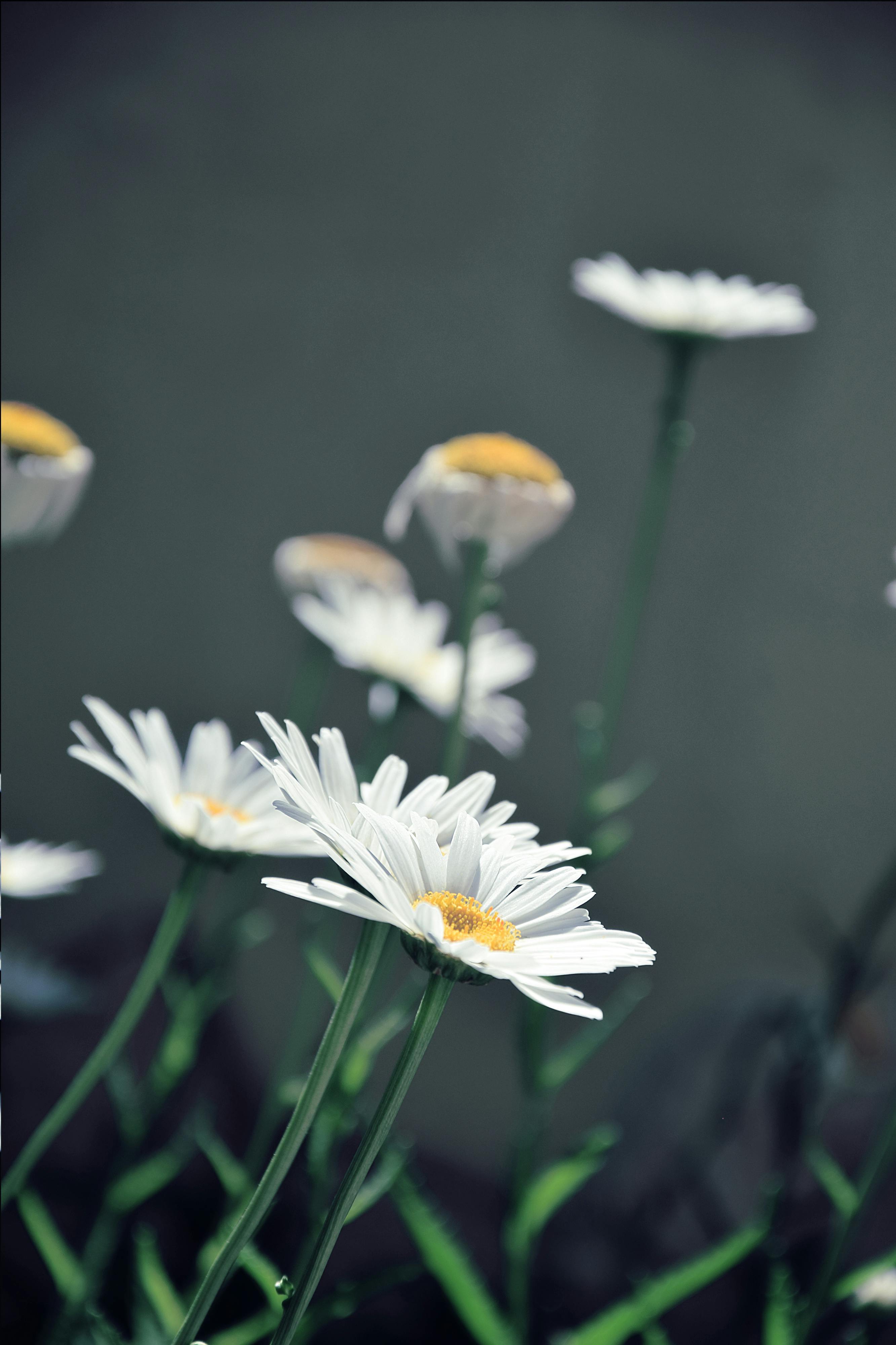 [ColoSach]-macro-shot-of-white-daisies-with-yellow-centers-in-full-bloom,-showcasing-delicate-petals.