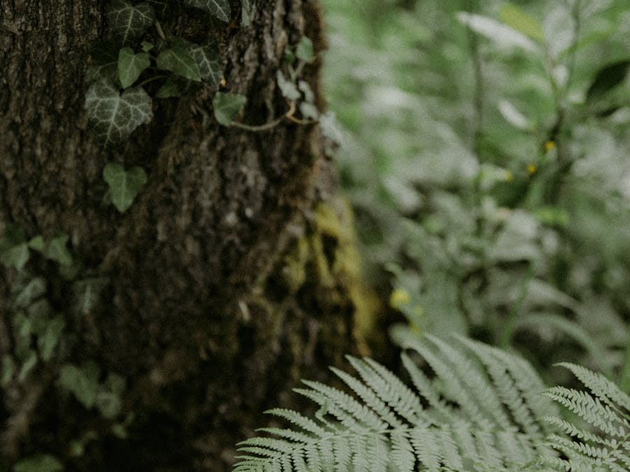 What is the most common growing media?