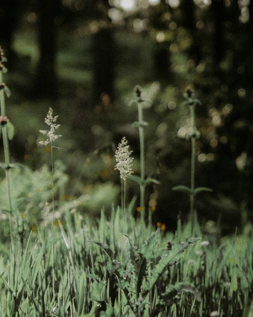 Free Vibrant greenery with delicate flowering stems against a blurred forest backdrop. Stock Photo