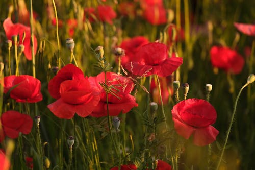 Red Flowers in Bloom