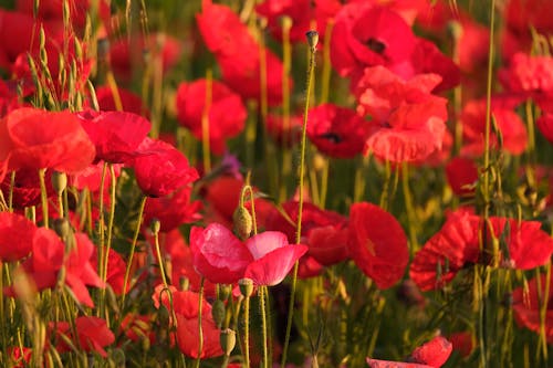 Poppy Field in Close Up Photography