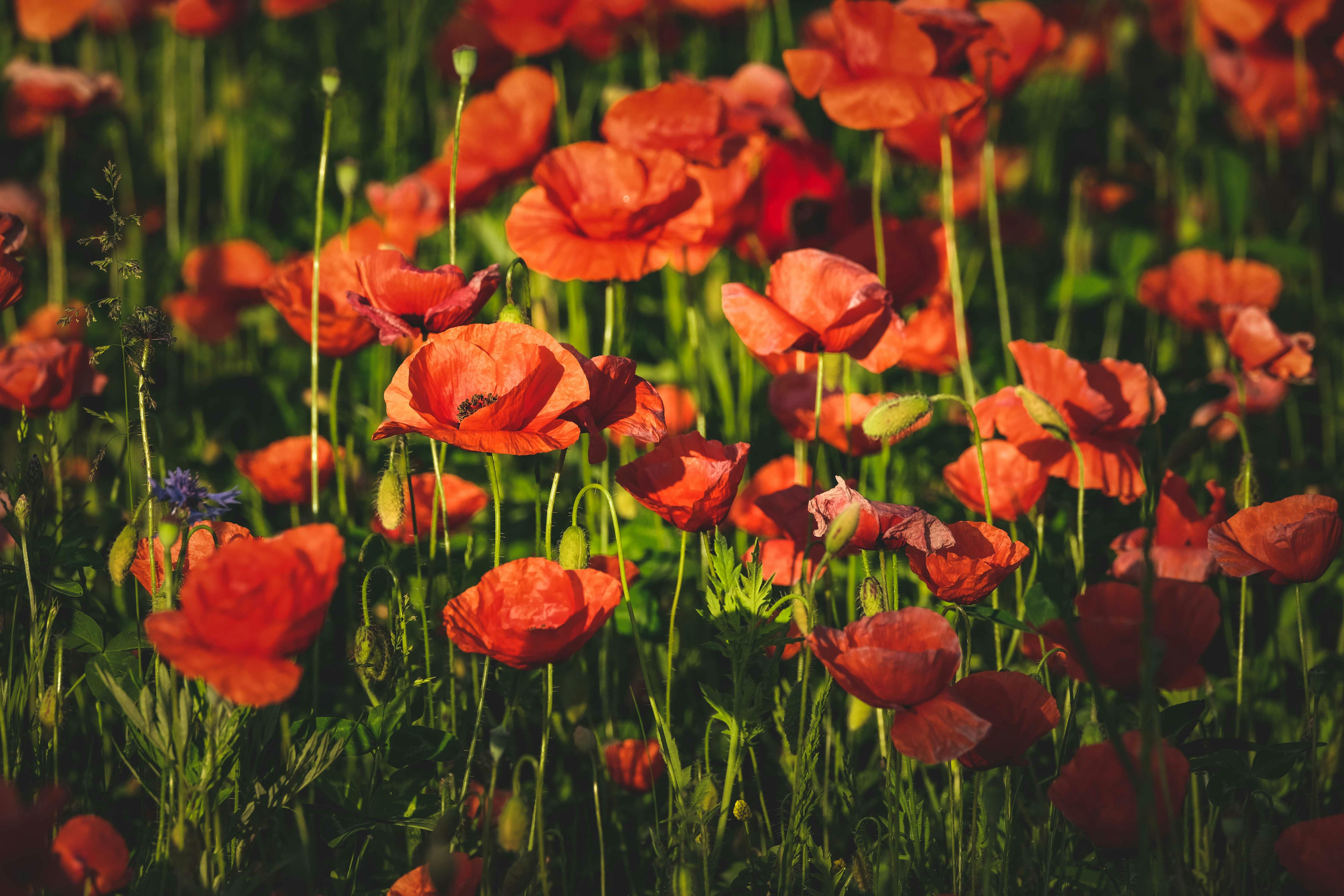 Sentire Profumi Improvvisi Di Fiori Foto gratuita di alba, asia, bellezza, bellezza naturale, bocciolo