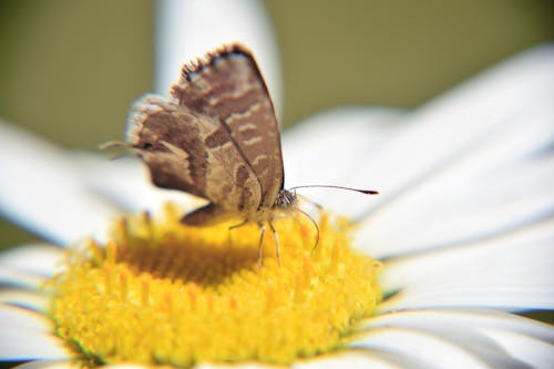 黄色の花びらの花のクローズアップ写真に茶色の蝶