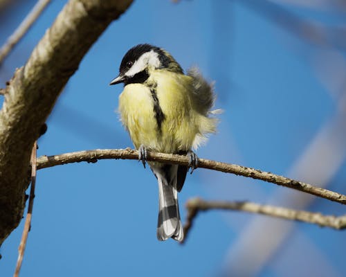 A Great Tit Perched on a Tree Branch