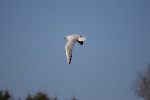 Free A black-headed gull (Chroicocephalus ridibundus) gracefully flying against a clear blue sky in Northern Ireland. Stock Photo