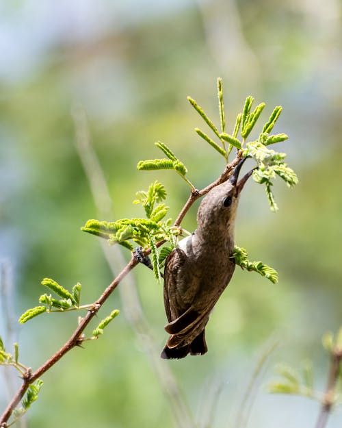 A Sunbird Perched on the Twig of a Tree