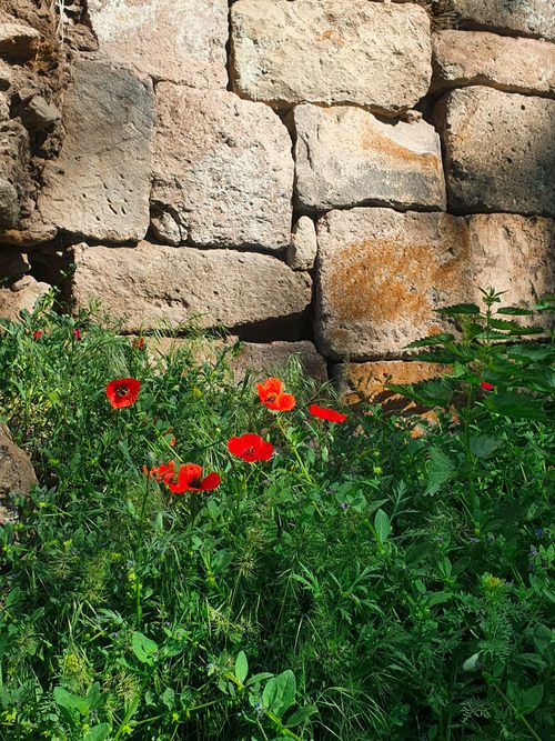 Free Bright red poppies bloom vibrantly against a rustic stone wall in a lush garden setting. Stock Photo