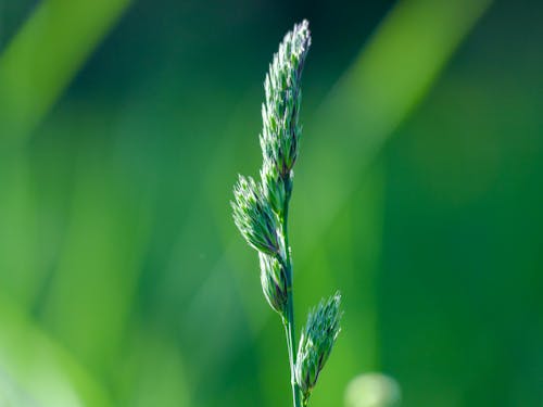 Foto profissional grátis de ecológico, fechar-se, foco seletivo