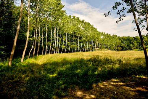 Foto d'estoc gratuïta de a l'aire lliure, arbres verds, camp d'herba