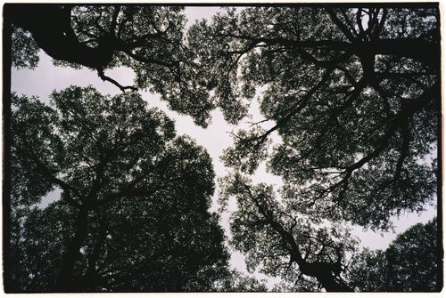 Free Artistic view of leafy tree silhouettes forming a canopy. Stock Photo