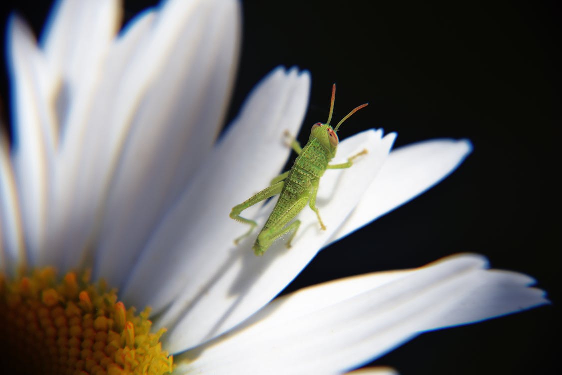 免費 綠色蚱hopper棲息在白菊花上 圖庫相片