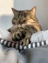 Slapende tijgerkat genietend in de zon
