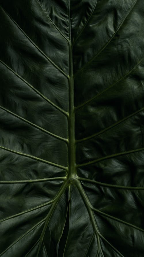 Green Leaf Plant in Close-Up Photography