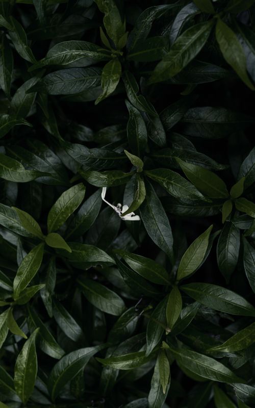 Free Close-up of lush green leaves in Singapore, showcasing vivid textures and natural beauty. Stock Photo