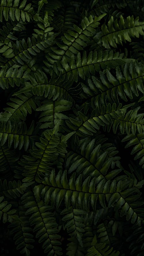 Green Fern Plant 