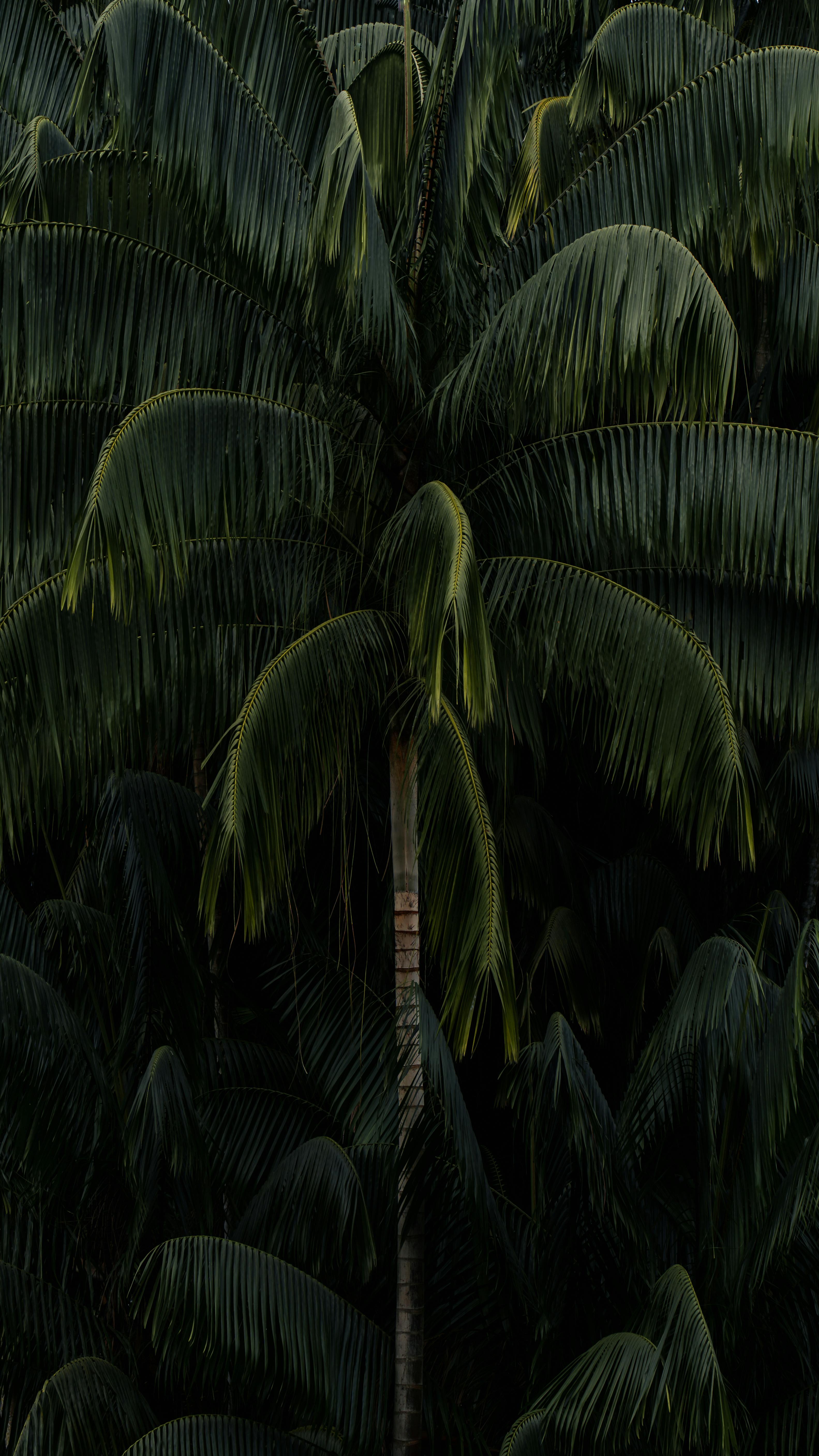 Vibrant green palm leaves in a dense tropical forest setting for nature backgrounds.