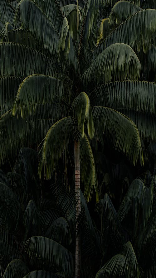 Leaves of Palm Tree