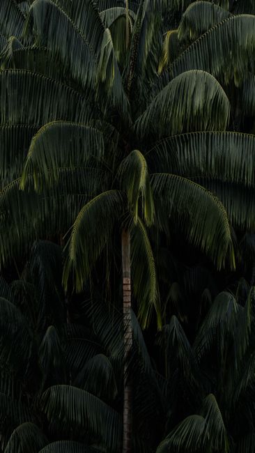 Vibrant green palm leaves in a dense tropical forest setting for nature backgrounds.