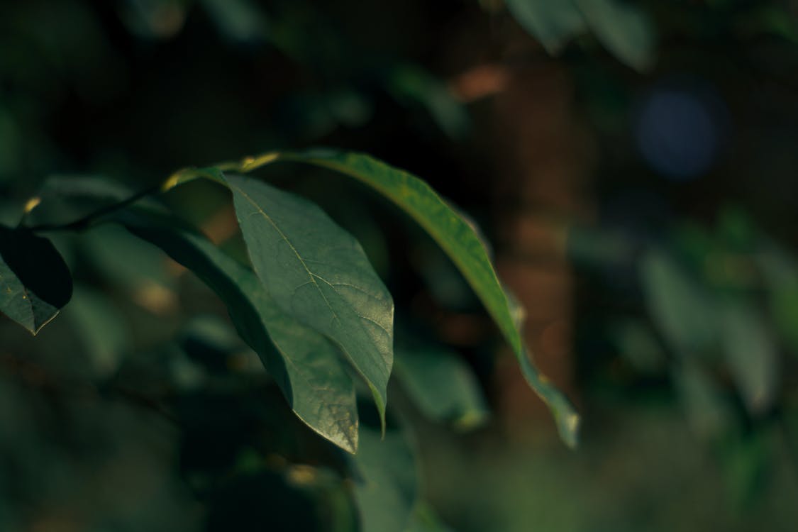 緑の葉植物の焦点写真