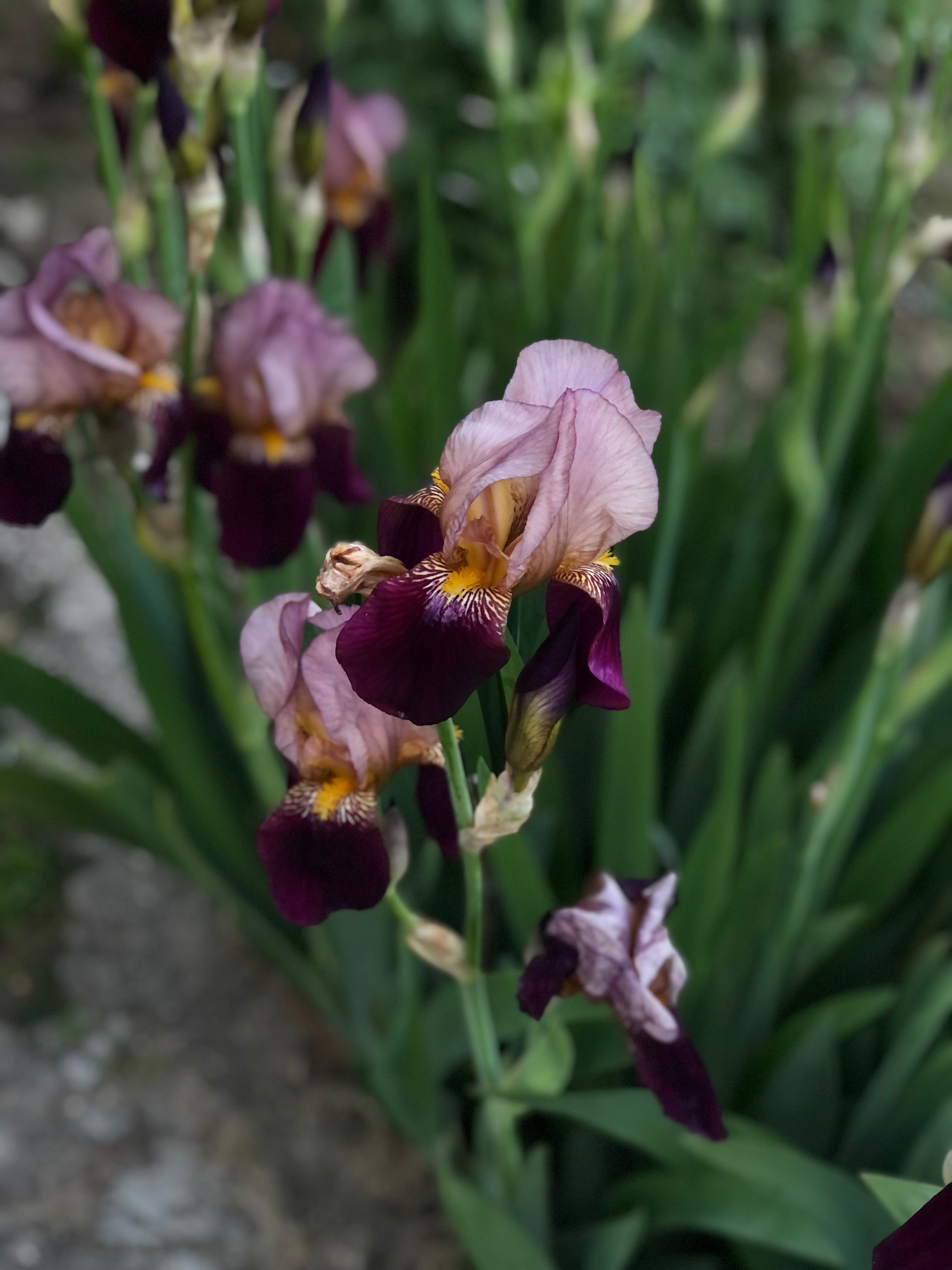Close-up of vibrant purple iris flowers in full bloom, showcasing their delicate petals.