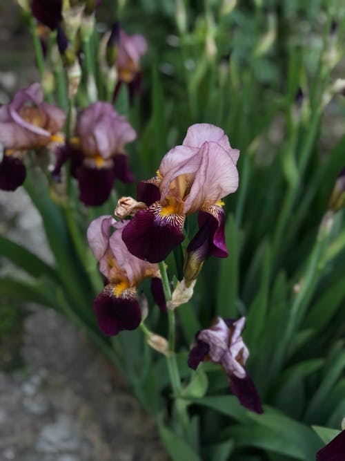 Fotos de stock gratuitas de de cerca, delicado, flor