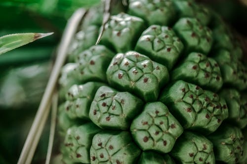 Selective Focus Photography of Green Fruit