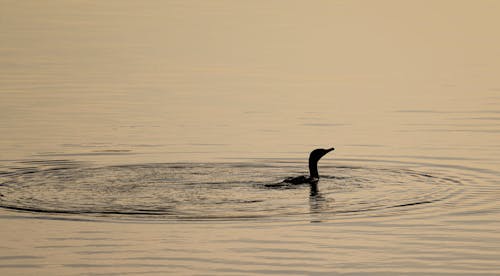 Imagine de stoc gratuită din apă, cormoran, dimineață