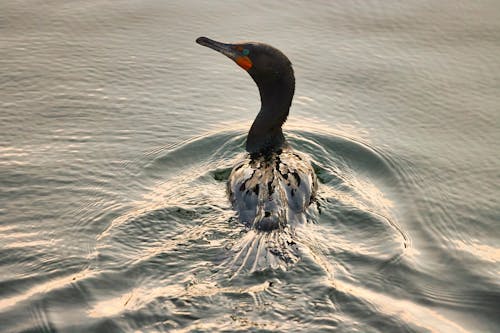 Immagine gratuita di connecticut, cormorano, parco dell isola della baia