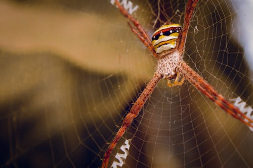 Macro Shot of a Spider on a Web