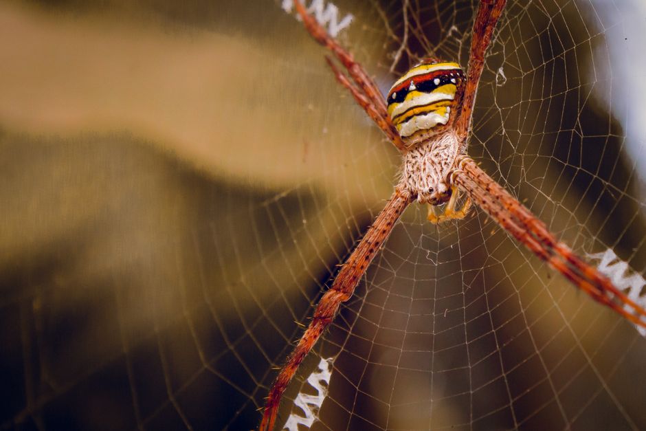 Close-up shot of a vibrant orb-weaver spider creating an intricate web structure.