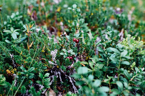 Gratis lagerfoto af bær, natur, plante