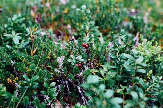 Close Up of Forest Undergrowth
