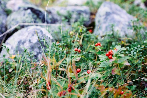 Close-Up Shot of Grass