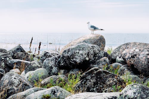 Ücretsiz hayvan fotoğrafçılığı, kayalar, kuş fotoğrafçılığı içeren Ücretsiz stok fotoğraf Stok Fotoğraflar