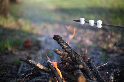 Free Roasting Marshmallows on a Stick Over a Campfire  Stock Photo