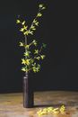 Twig with Yellow Forsythia Flowers in Bottle