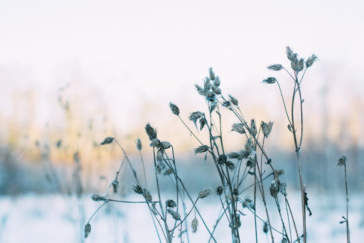 Thistle Stems On Field