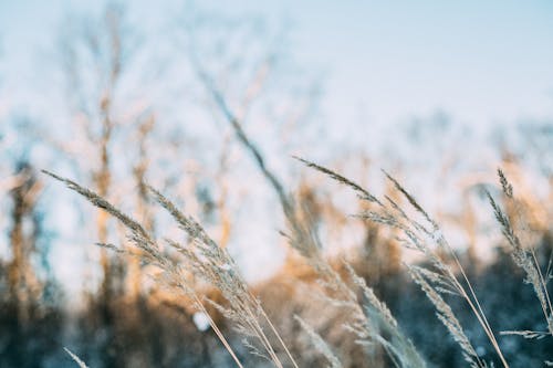 Close-up of Frosty Wild Grass on a Field 