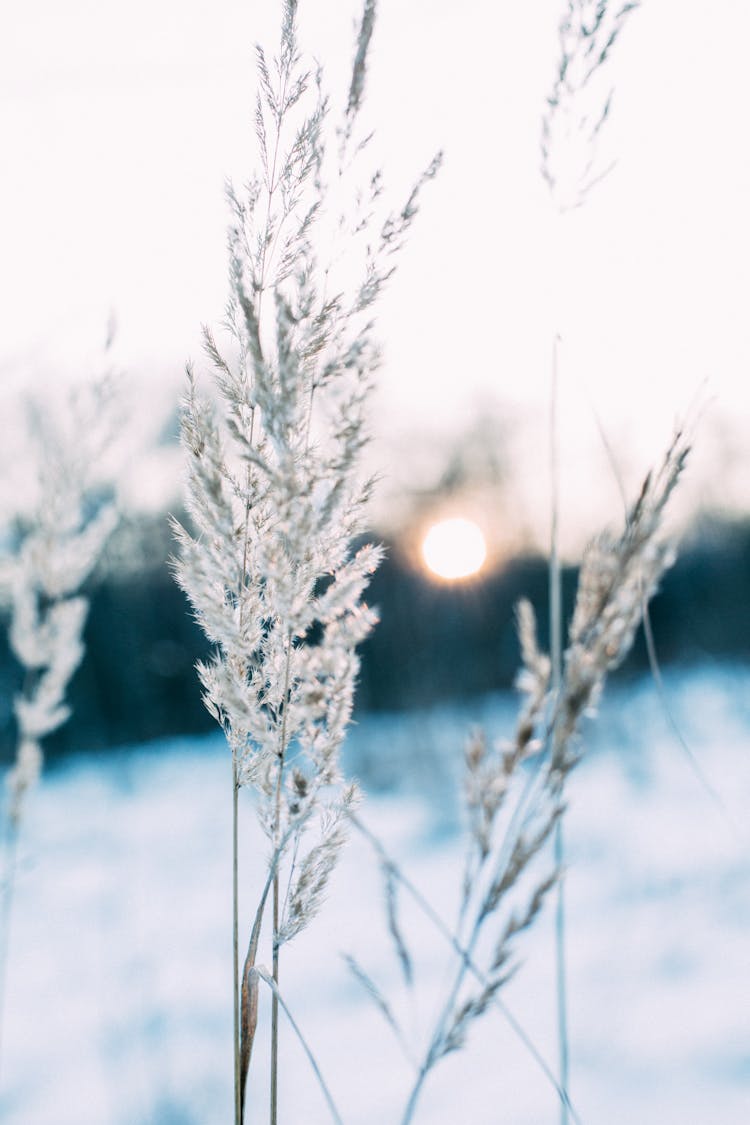 Frozen Spikes In Winter Nature