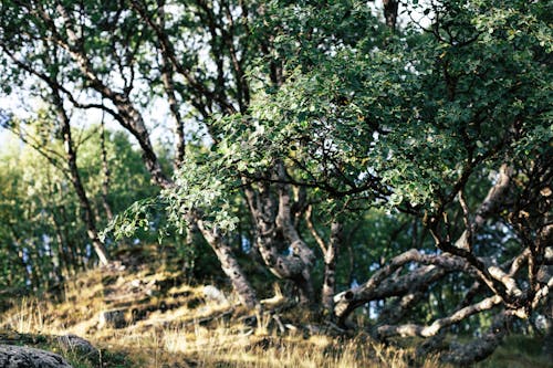 Immagine gratuita di alberi, campagna, crescita